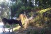 Donkey